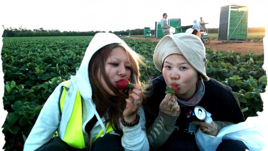 Pick Your Own Strawberries this Spring 10