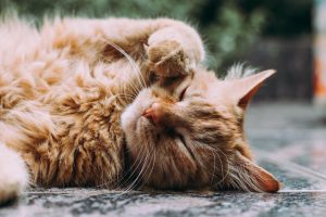How Cat Enclosures Protect Wildlife While Letting Cats Roam Freely 2 orange Persian cat sleeping