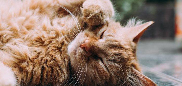 orange Persian cat sleeping