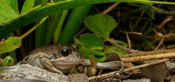 After Dark Frogging and Wildlife Spotting