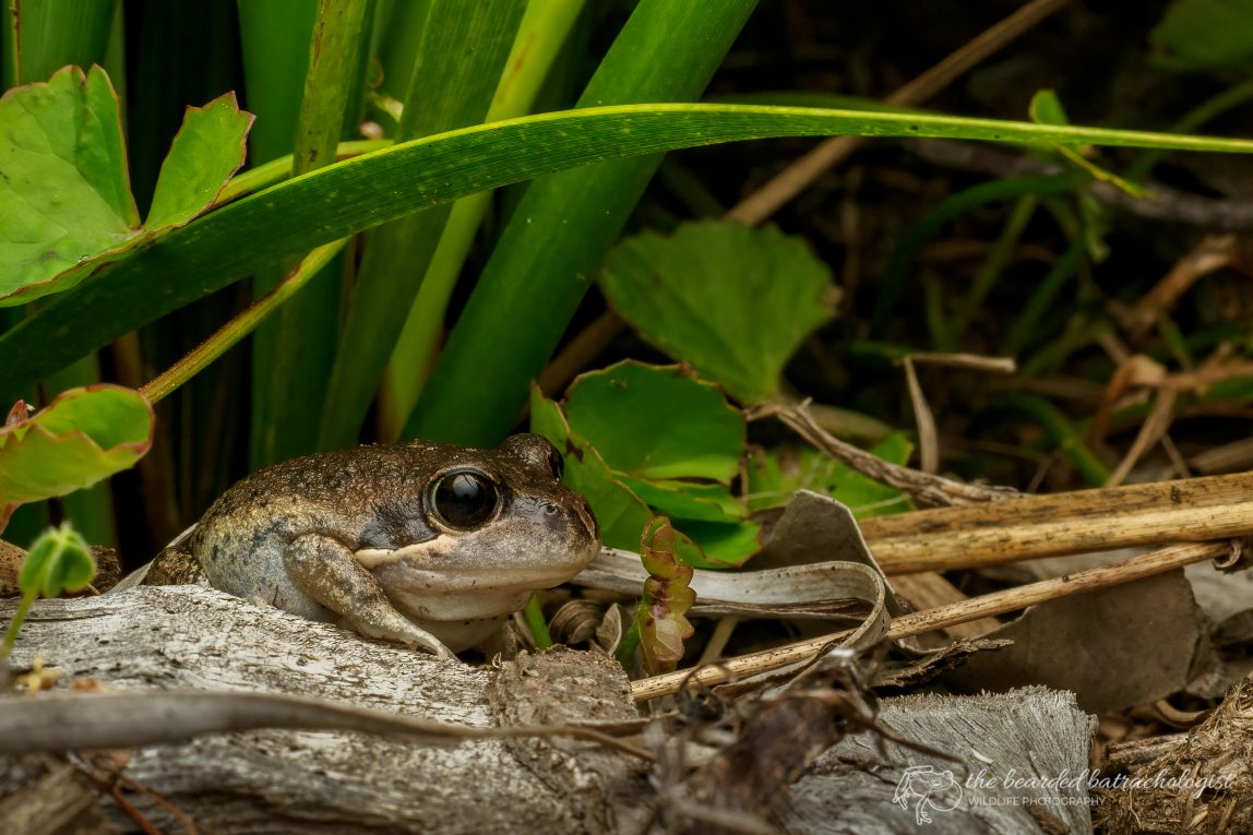 After Dark: Frogging & Wildlife Spotting Summer School Holidays 1 After Dark Frogging and Wildlife Spotting
