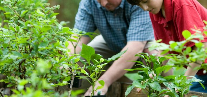 boy in blue and white checkered button up shirt holding green plant