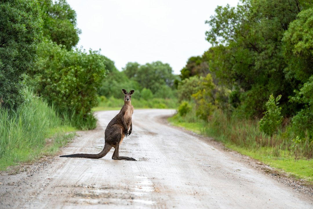 What a Family Road Trip Around Regional Victoria Actually Costs (and How to Budget for It) 1 brown kangaroo on road during daytime